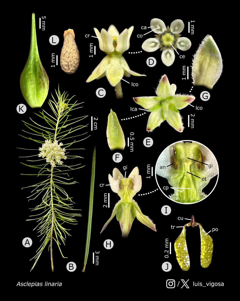 Asclepias linaria (Apocynaceae)
#botany #flowers #taxonomy #plants