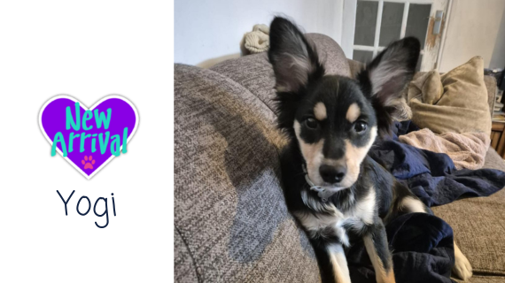 New arrival #MixedBreed Yogi almosthome.dog #NorthWales #RescueDog #dogrescue