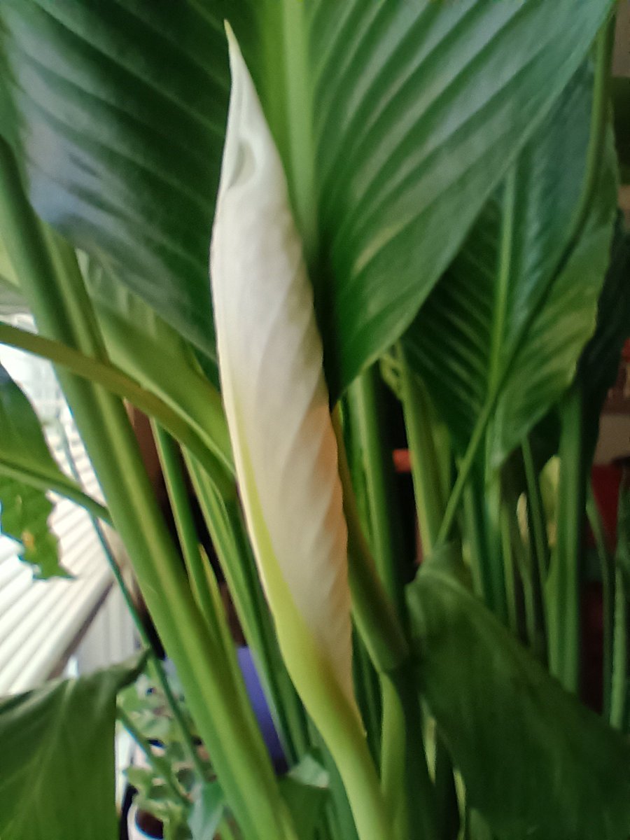My plants haven't bloomed in a while, so I was pleased to find a flower in my peace lily this morning #FlowerReport