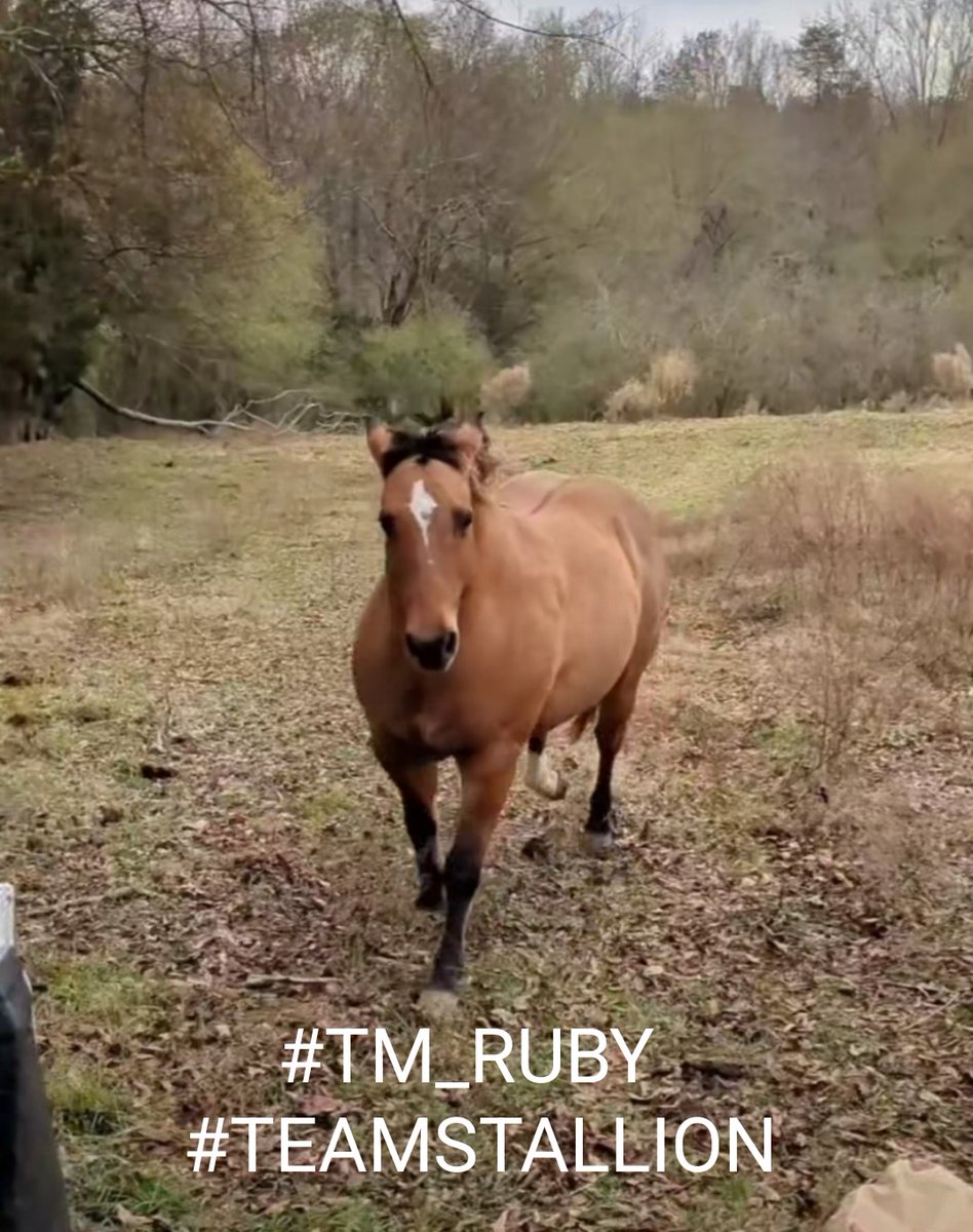 Siogo61's tweet image. #Tm_Ruby
#TEAMSTALLION
@ruby2015xo @MarEthr
@italianostyle2
@MoniT__
@jasmine50012486
@Siogo61
@R3_Adv
@r95731
@nuvisionquestt2
@BrettMGWV2
@bluea125
@Meggy_Lov
@ginestarros
@MarthaCandia21
@GRAHAM15583070
@JIMENAC__
@MARTHA_CAN2
@doc_mazz
@moni_dollnature
@BrettMGWV
@lumpie125