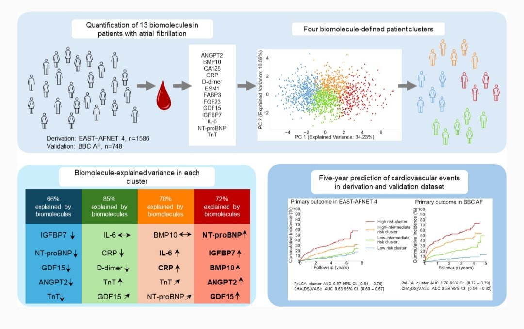 SIMULTANEOUS PUBLICATION in #CardiovascularResearch at #FCVB2024 Blood-based #cardiometabolic phenotypes in atrial fibrillation and their associated risk: EAST-AFNET 4 biomolecule study academic.oup.com/cardiovascres/… @ESC_Journals @escardio #afib #CVD #CardioX