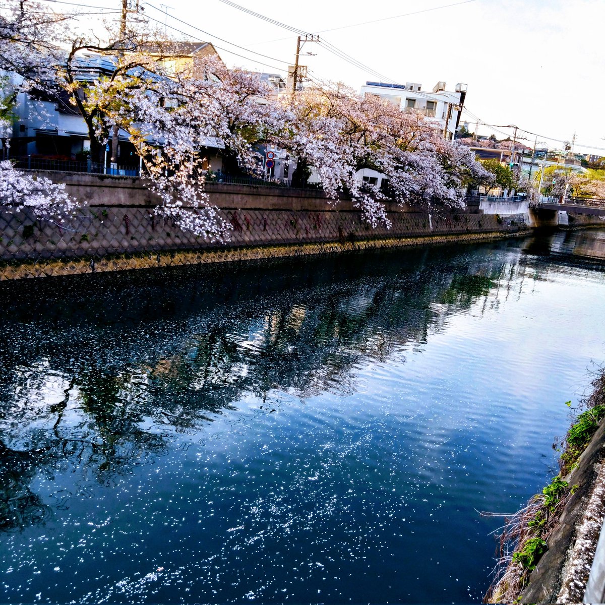 もうすぐ花筏🌸 #街角の花 #街角の花々 ＃桜 #キリトリセカイ #yokohama #横浜 #大岡川 #花筏