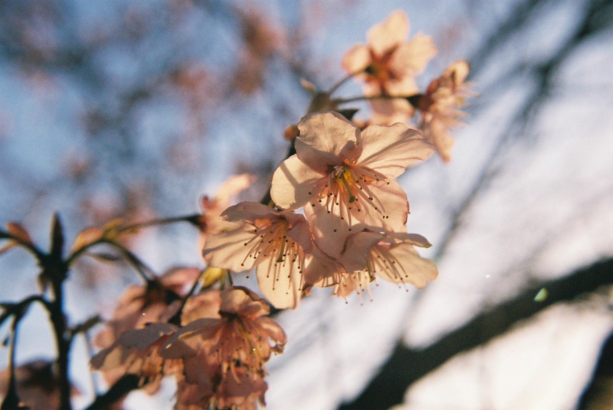 0112Zzz's tweet photo. 今年のフィルムで撮って好きな写真ベスト4。
フィルムは高いけれど、それ以上の感動や発見をくれる。春を残せてとても嬉しい。 https://t.co/nPhXxwVHjV