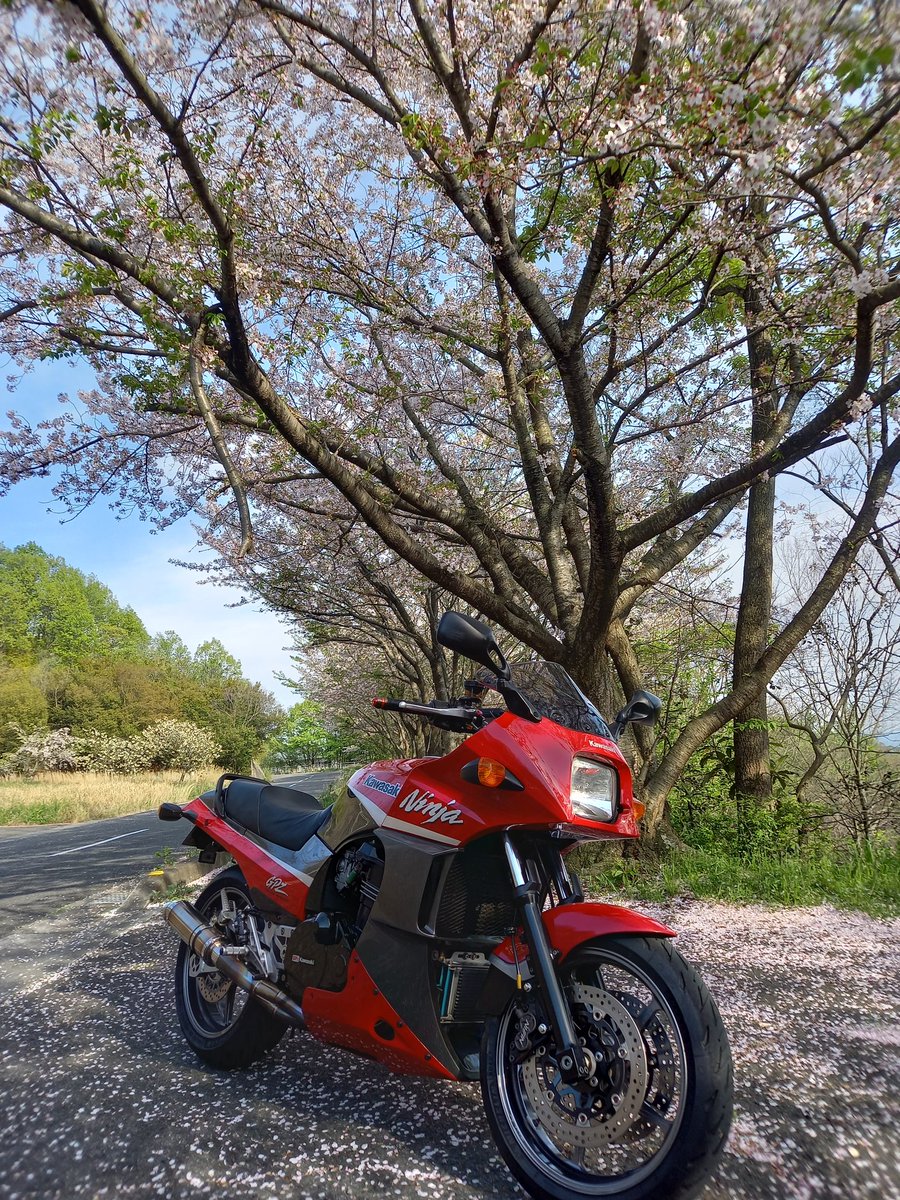 #桜に佇むオートバイを貼れ サクラ散ってて申し訳ないっす。