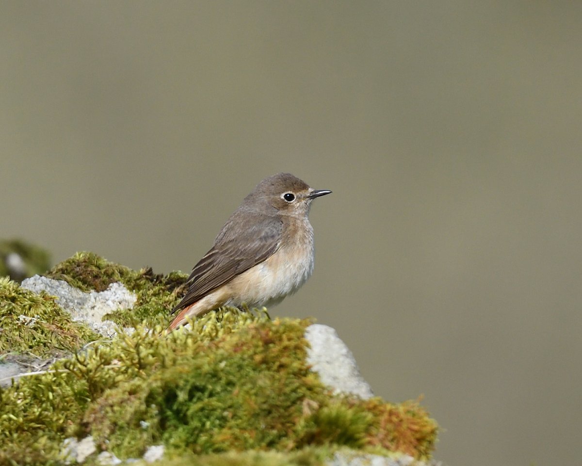 Redstart, Dartmoor. A lovely sunny day and Redstart singing...could it get better!! @DevonBirds