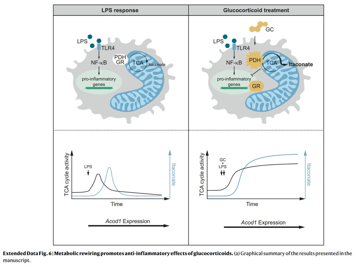 Glucocorticoids (GC), like dexamethasone and prednisolone, are widely used in medicine, but how do they actually work?

This is really impressive work (Auger et al.), which figured it all out

There are two mechanisms: a slow, broad response, which depends on transcriptional
