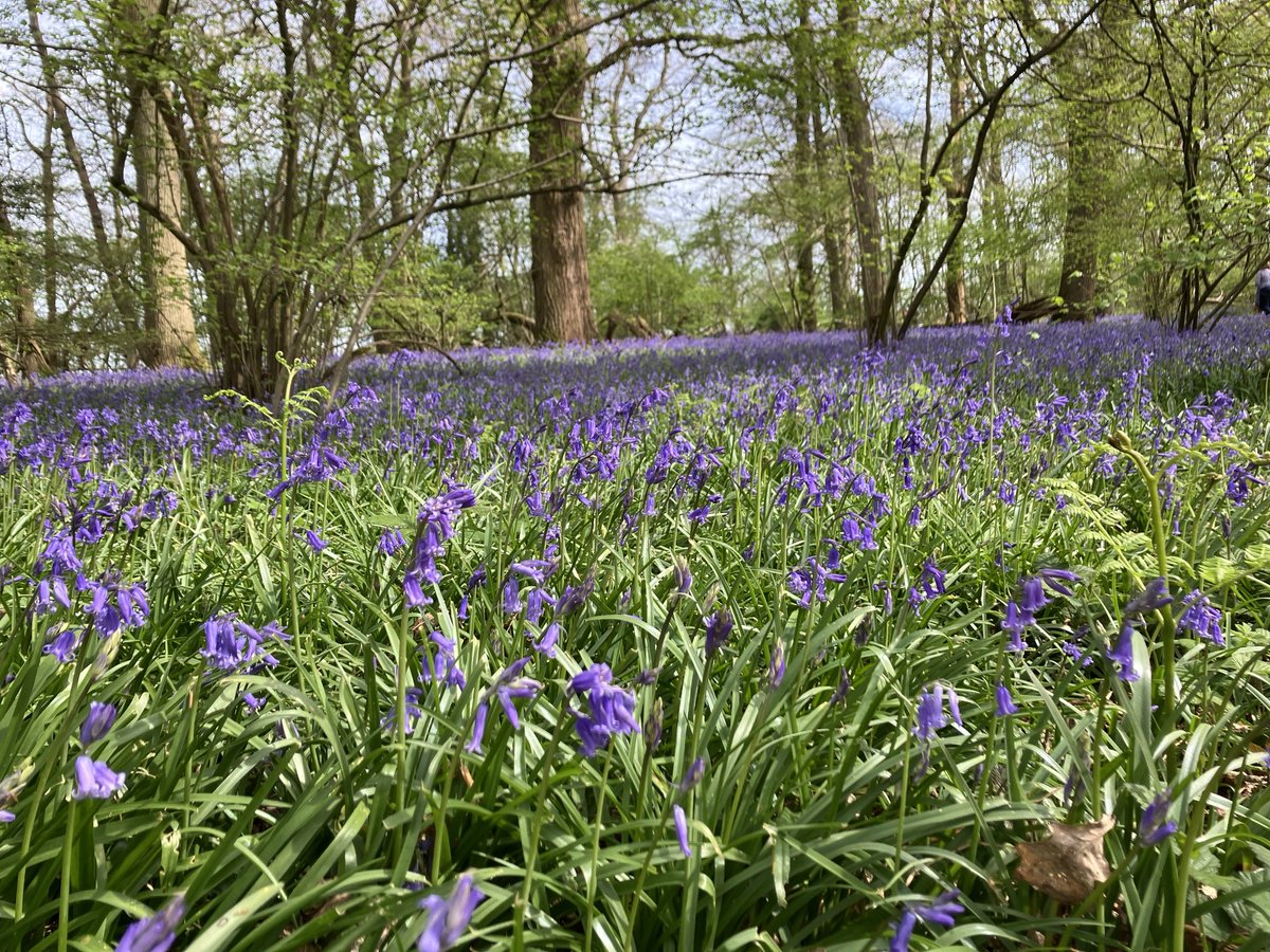Couple of botanical highlights from todays walk in #Surrey , the bluebells are looking good at Hatchlands #NationalTrust
