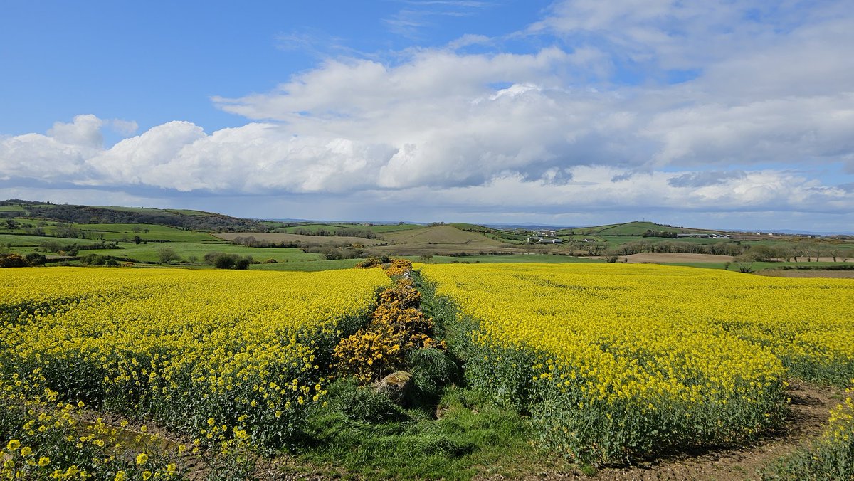 Rapeseed fields near Portaferry #Portaferry #rapeseed @bbcniweather @WeatherAisling @barrabest @WeatherCee @angie_weather @geoff_maskell @Louise_utv @linzilima