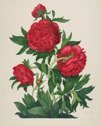 For #PlantAppreciationDay we thought you might like some botanical #Artwork from our #DigitisedCollections. Clara Maria Pope's (1767-1838) 11 drawings illustrating the species and varieties of the genus Paeonia #SpecialCollections #WomenArtists nhm.primo.exlibrisgroup.com/permalink/44NH…