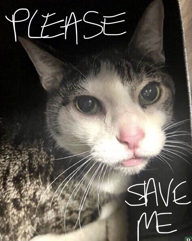 🆘CODE RED: IN GRAVE DANGER🆘 Very sad and confused, extremely loving and affectionate #SUPER #SENIOR OREO POP (17yrs old) needs #IMMEDIATE #RESCUE‼️ PLEASE #RT #PLEDGE #FOSTER #ADOPT - everything you can do to #HELP✔️ #cats #NYC #AdoptDontShop #SharingSavesLives RT@BrendaPerrott