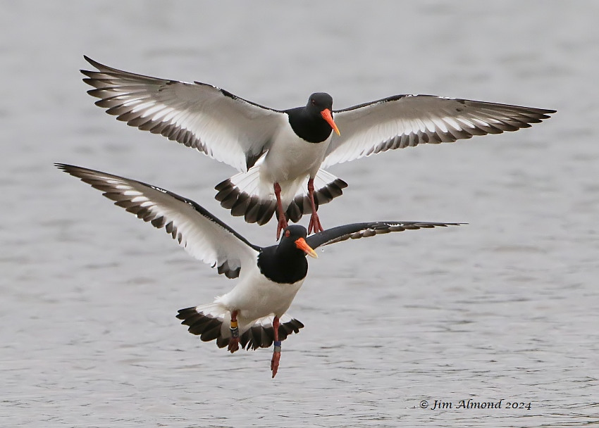 ShropsBirder's tweet photo. A ringed Oystercatcher turned up at Venus Pool recently with a story to tell... @sosbirding https://t.co/ADBsbdUha8 https://t.co/S4kY9MYsKK