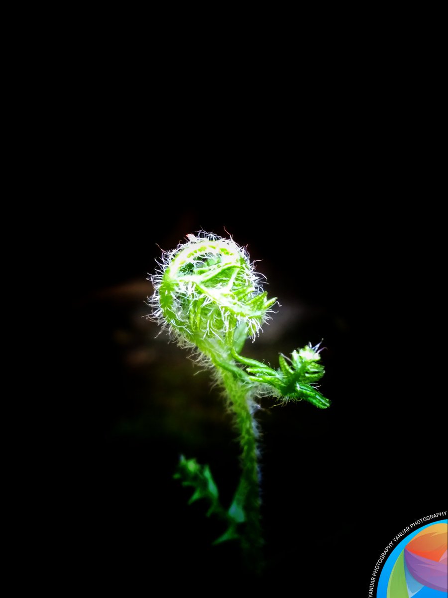 Shoots of fern ferns.

#photography #photo  #photograph #photooftheday #photographylovers #nature  #natural #naturelover #NaturePhotography #macro #macrophotography #photographyart #NaturePhotograhpy
