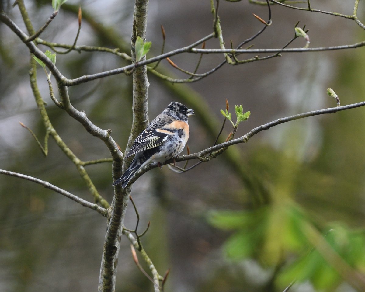 3 Brambling still at Post Bridge, frequenting the bird table. Very busy there so hard to get them to settle for long. @DevonBirds