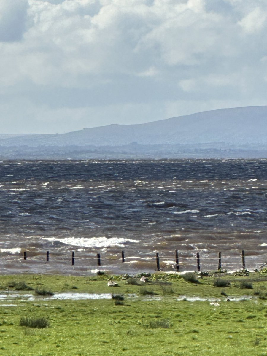 Bright and breezy.
Geese on the shore.
#loughneagh