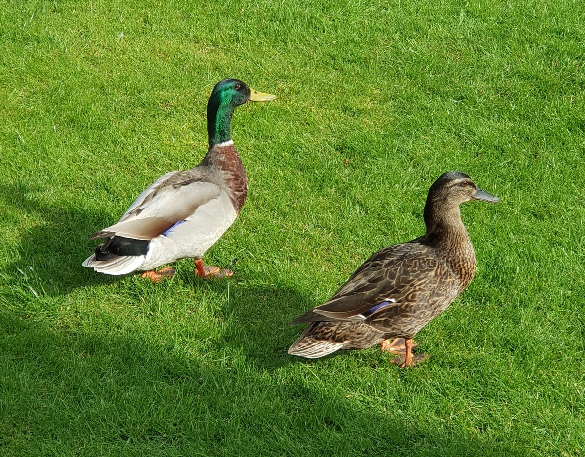 Feeding time at the back door #wildlifephotography