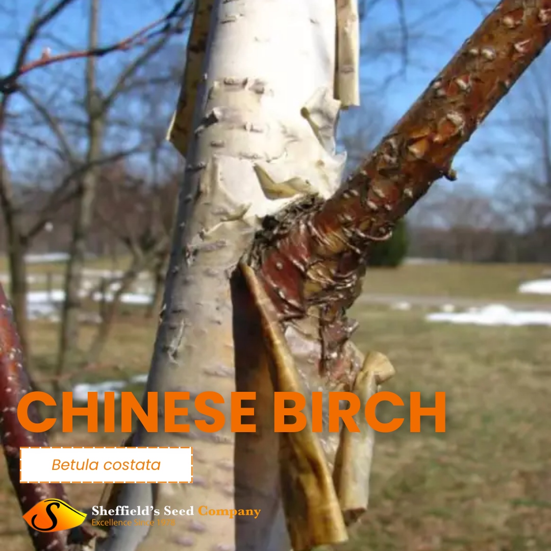 🌳 Searching for a striking birch tree that thrives in chilly climates? Meet Betula costata, aka Korean Birch! 🍂 Bring this beauty to your garden a
sheffields.com/seeds-for-sale…

#KoreanBirch #ColdClimate #FallColors #GardenBeauty #SeedBank #Seeds #SheffieldsSeedCo #SeedExperts