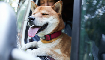 Planning an RV adventure with your canine friend? Ensure a smooth and enjoyable trip for both of you! Here's how you can prepare! 🐾

🔗: blog.quickrvinsurancequotes.com/rving-with-dog…

#TravelingWithPets #DogTravel #RVtravel #RVdog