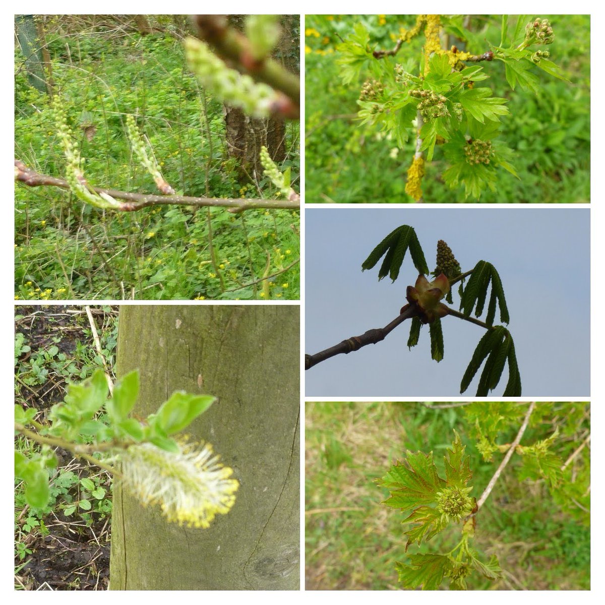 Not many wild #treeflowers for #WildflowerHour on Thursday 11 April - plenty of buds. Cherry plum (?) and blackthorn in flower. buds include hawthorn, horse chestnut, and guelder rose. Still a few catkins about. Unsure about top left in second pic. #WildflowerID