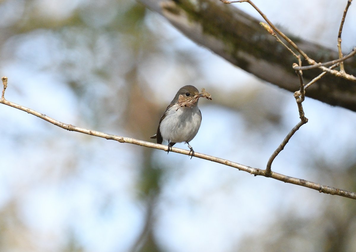 Pied Flycatcher on Dartmoor. A very obliging pair @piedflynet