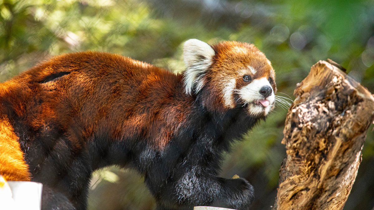 Word of the day: blep. This behavior is more than just cute; sticking their tongues out helps red pandas smell! This species have a gland in their mouth that enhances their sense of smell, and the tongue helps direct odors to that gland.