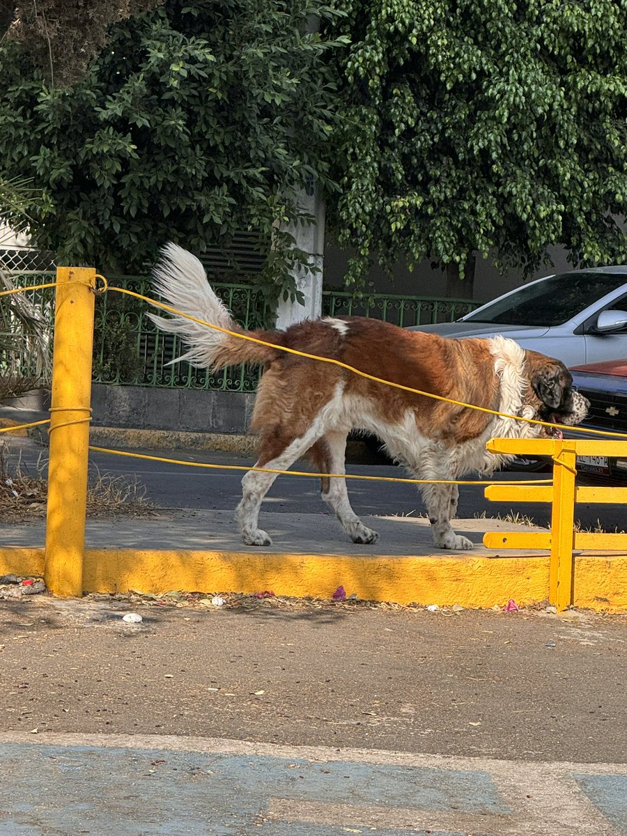 erika_mor's tweet photo. Amigos, acabo de ver a este perro afuera del Toks de Calzada de Tlalpan y Periférico, en zona de hospitales, al sur de la CDMX. 
Difundamos para que vuelva a casa.
#perroperdido #sanbernardo #perrosanbernardo #tlalpan #cdmx #ayuda #ayudaacompartir #vuelveacasa @TlalpanVecinos https://t.co/Wum7rjdhZl