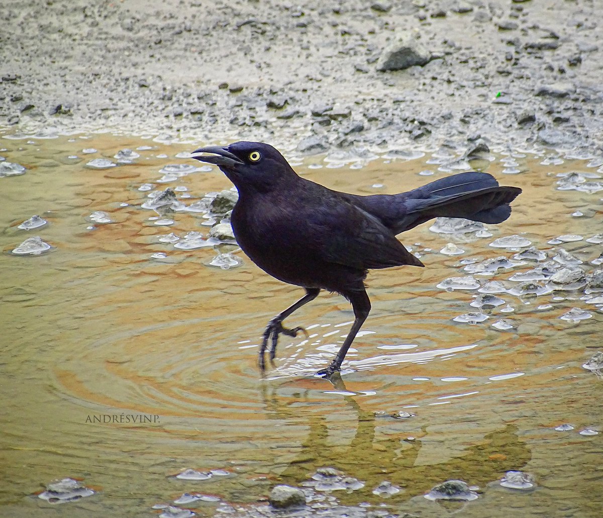 Con estos calores cualquier charquito es piscina.

Tordo llanero.
#spamdepajaritosycalores
#AvesDeColombia
#birdwatching