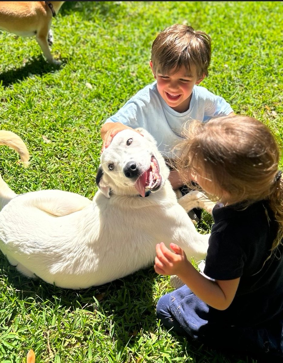 The kids loved meeting Brooks. He would love a forever home!