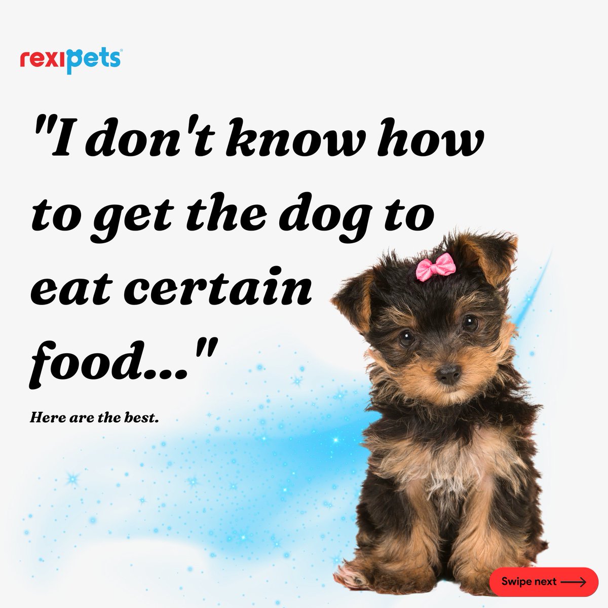rexipets's tweet image. Check us on Instagram @rexipets for more info about this topic!