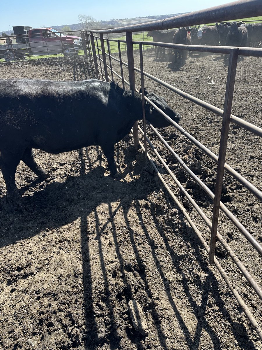 KirkSmith83's tweet photo. Happy Saturday 🤦🏼♂️ #eatthem #cattle #ranchlife https://t.co/C5boF4xxPg