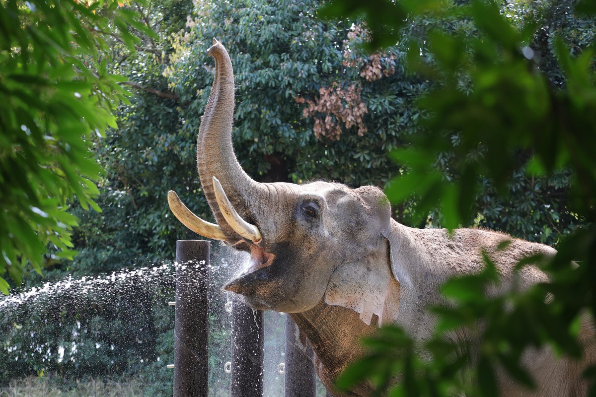 お湯を飲むときのうれしそうな顔が好き💕
20240413 sat
#ズーラシア #zoorasia #よこはま動物園
#インドゾウ #ラスクマル #elephant