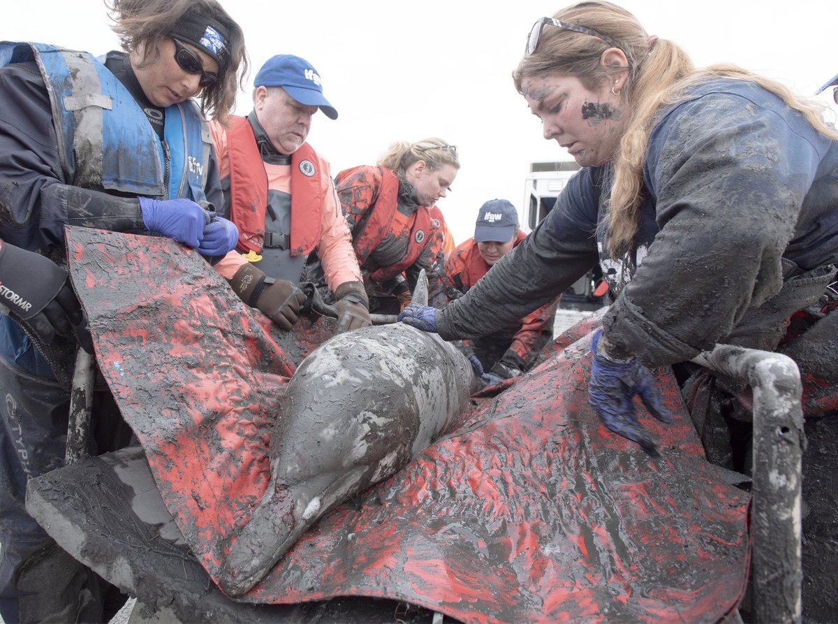 A mud splattered IFAW team guides one of five common dolphins down to the water's edge for release at Herring Cove Beach in Provincetown. Seven of the dolphins stranded on the morning low tide in Wellfleet Harbor on Saturday. Five were alive and two dead. @capecodtimes