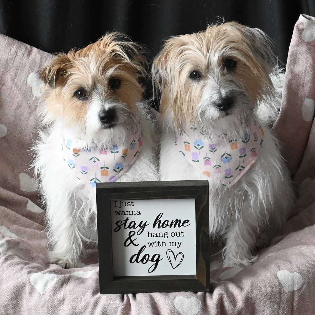 I just wanna stay home and hang out with my dogs. 💖🐶🐶  who else feels the same way?
#dogsofx #dogsoftwitter #ilovemydogs #rainydayvibes #jackrussellterrier #cutestdogs