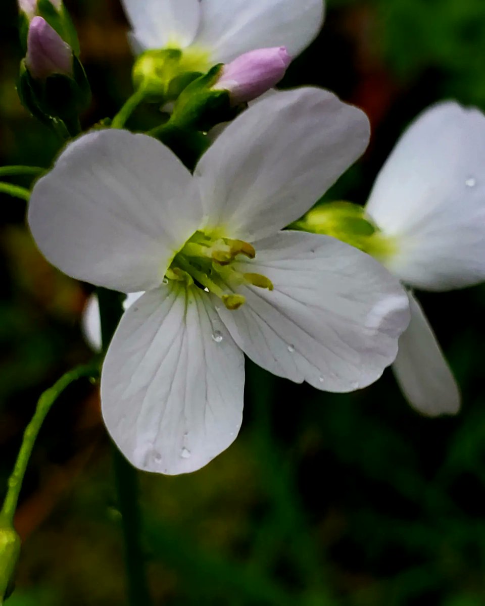 blonde_on_bikes's tweet photo. Wet and windy walk around Harestanes. Cut the walk short as got totally soaked through 😩🌨
#morerain #walking #Aprilshowers #scottishborders #harestanes #monteviot #scottishweather #flowersinbloom https://t.co/Ss6dsuoLWq