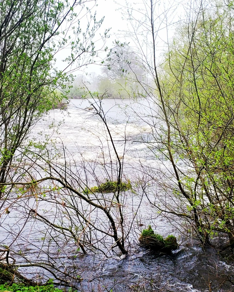 blonde_on_bikes's tweet photo. Wet and windy walk around Harestanes. Cut the walk short as got totally soaked through 😩🌨
#morerain #walking #Aprilshowers #scottishborders #harestanes #monteviot #scottishweather #flowersinbloom https://t.co/Ss6dsuoLWq