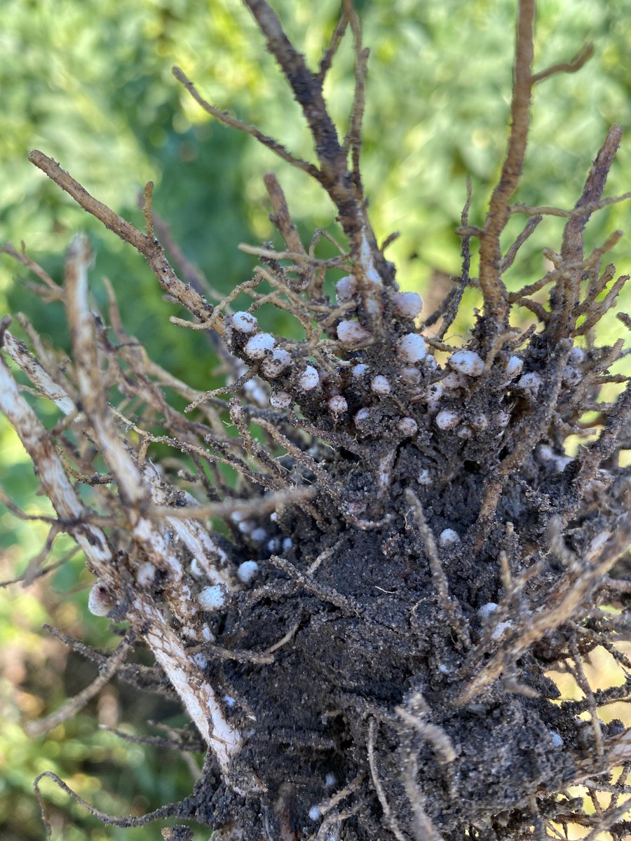 Did you know Faba Beans are the highest nitrogen fixing pulse crop? They can fix upwards of 90% of their own nitrogen requirements through a symbiotic relationship with soil bacteria, which means less synthetic nitrogen fertilizer is required. 
#LoveCDNBeans #LovePulses #CdnAg