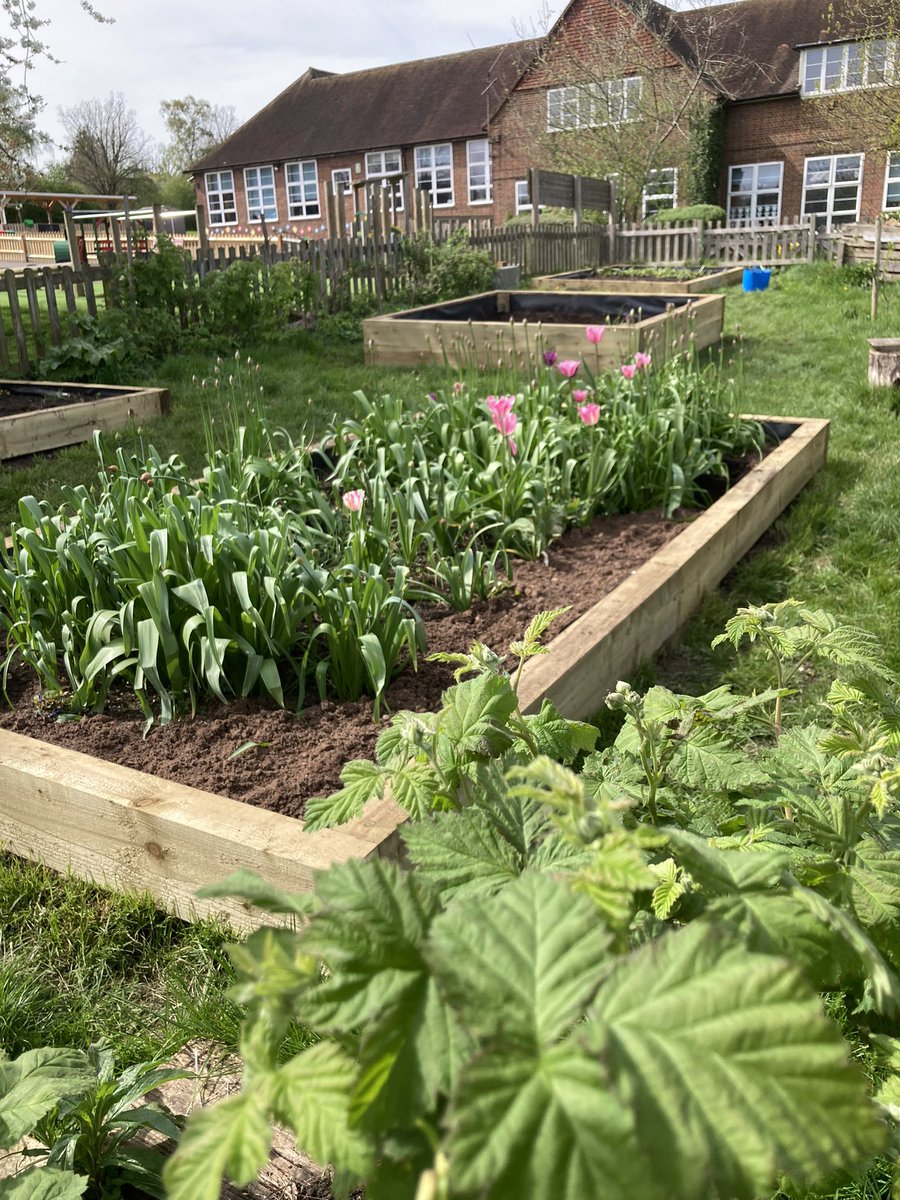 New raised beds, just waiting for our weird and wonderful vegetable and flower seedlings to be planted! 🌱🌈🥕🍋🥒🌶️🫑@RHSSchools @sirjohnlawes @SJLecoschools