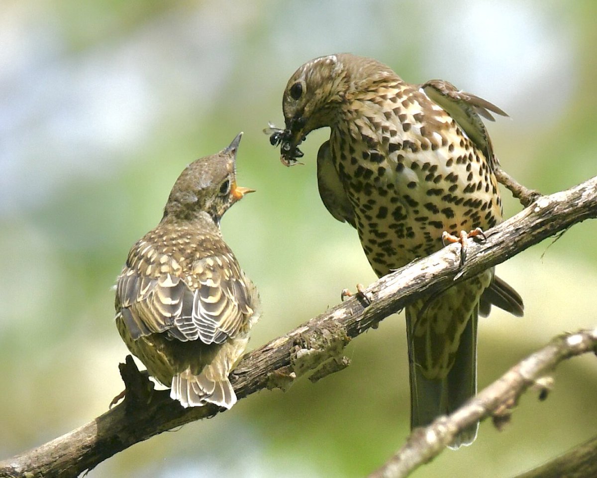 Fledgling Mistle Thrush being fed in Crystal Palace Park