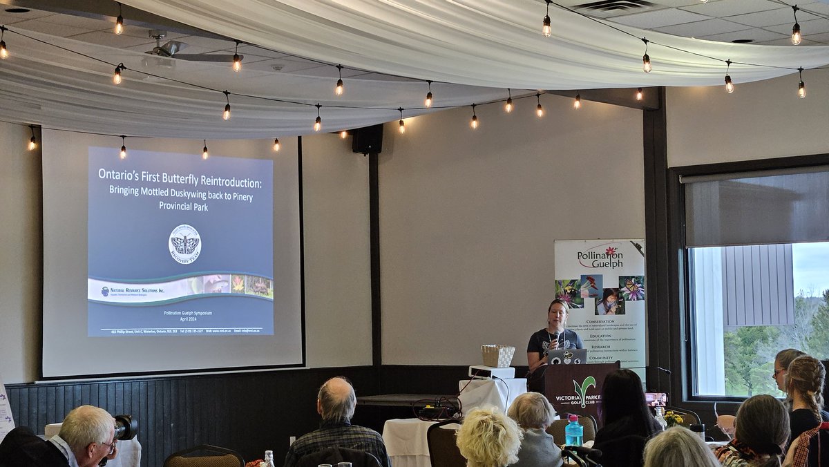 PollinateGuelph's tweet photo. @Jessicalinton86 speaks about the amazing mottled duskywing reintroduction program, with success seen at the Pinery in 2022, 2023, with more plans for the future to help recover this and other butterfly species. #PGEvents https://t.co/wuopZlL7Ns