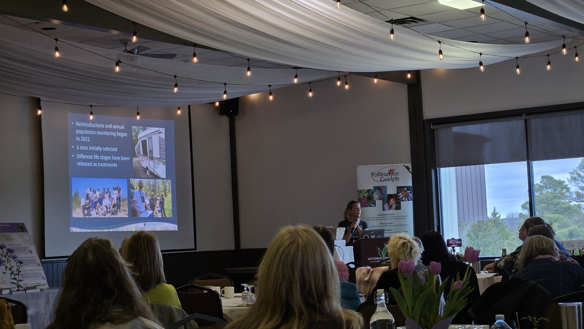 PollinateGuelph's tweet photo. @Jessicalinton86 speaks about the amazing mottled duskywing reintroduction program, with success seen at the Pinery in 2022, 2023, with more plans for the future to help recover this and other butterfly species. #PGEvents https://t.co/wuopZlL7Ns