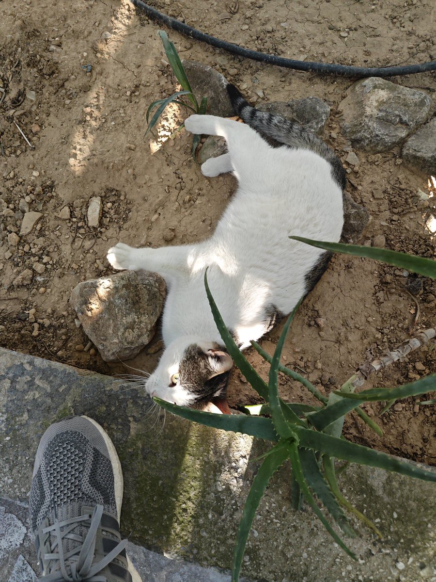 anrxkmn's tweet photo. Βλέμμα, μύτη, πόζες, τούμπες https://t.co/qKjPi33V8e