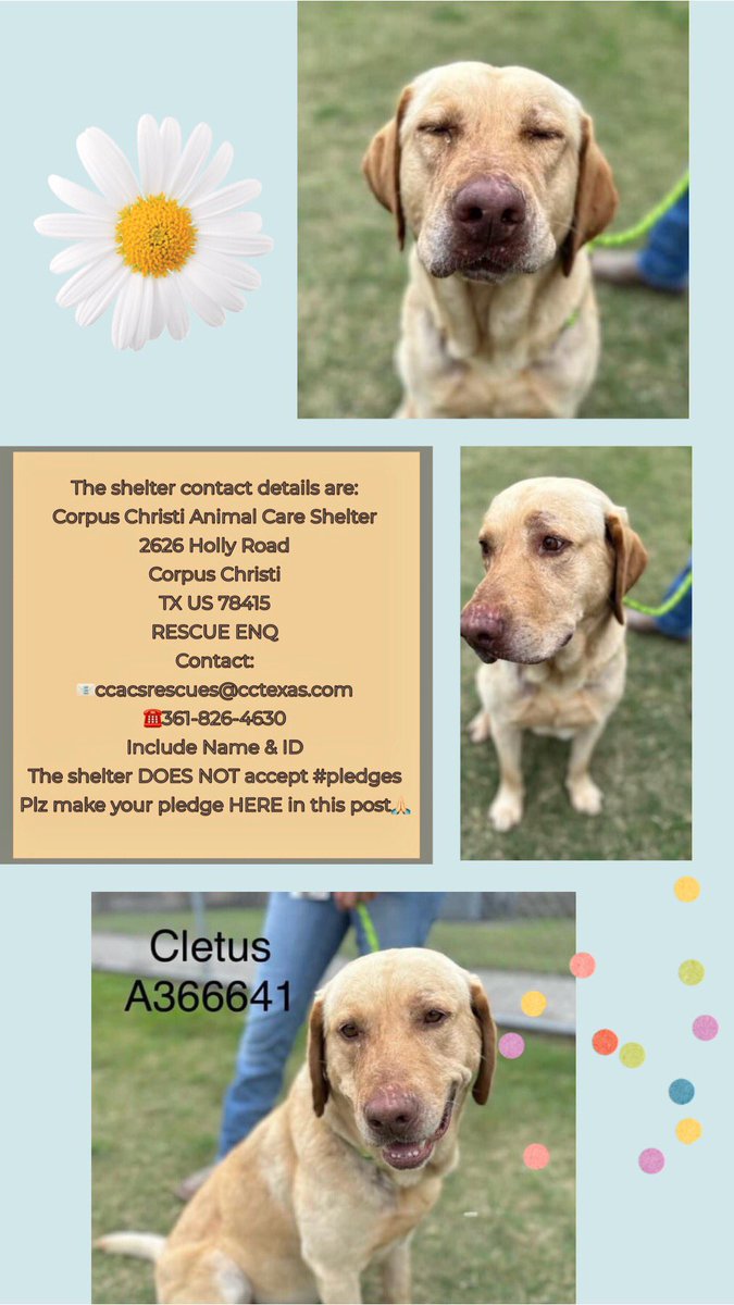 🆘I’m CLETUS #A366641
Handsome male Lab only 2 yo
Doomed TBK💉by Corpus Christi ACS Monday 4/22‼️
HW+
Anxious in this place but a friendly boy!
Can you save me❓
PLZ PLEDGE 4 #RESCUE #FOSTER
Why not #ADOPT me & let me show you my ❤️‼️