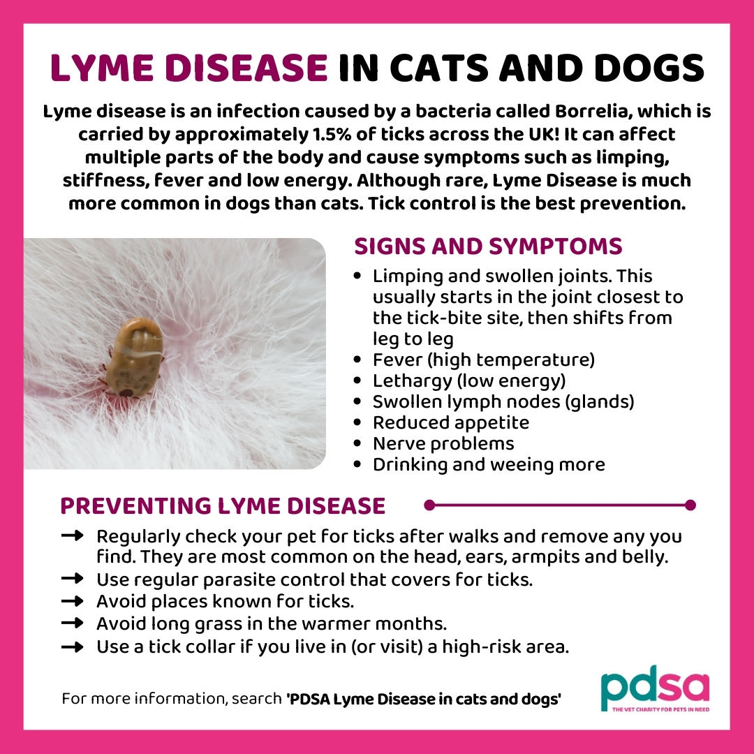Approximately 1.5% of ticks in the UK carry the bacteria that causes #LymeDisease 😮 If #Pets are bitten by an infected tick, the bacteria multiplies around the bite. This then spreads throughout the body affecting the joints and organs 😟 Find out more: pdsa.me/Iwst