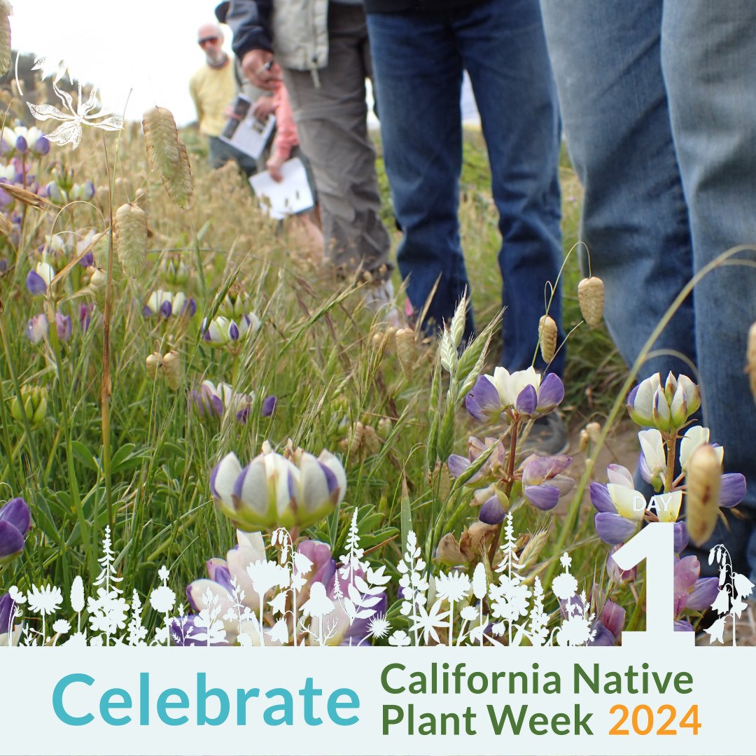 #CANativePlantWeek starts TODAY! Day 1 challenge: Explore the natural world with new friends! 

Step outside and connect with fellow plant enthusiasts in your area. Visit bit.ly/49yXA26 to find events near you.