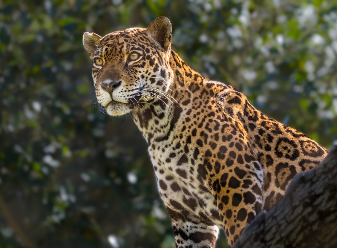 How gorgeous is Johar the jaguar?! You can find her exploring the habitat in the morning and late afternoons, taking a cat nap in the sun during the day, or surveying the scenery at the very top of the habitat like the queen she is. #Caturday #Jaguar #BigCat