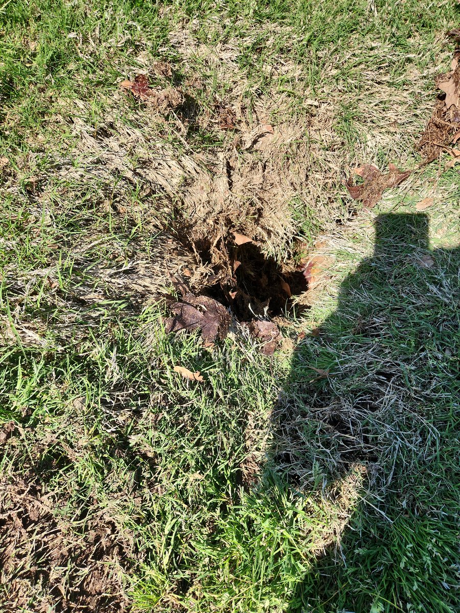 Nothing like finding a sinkhole 1st thing in the morning.