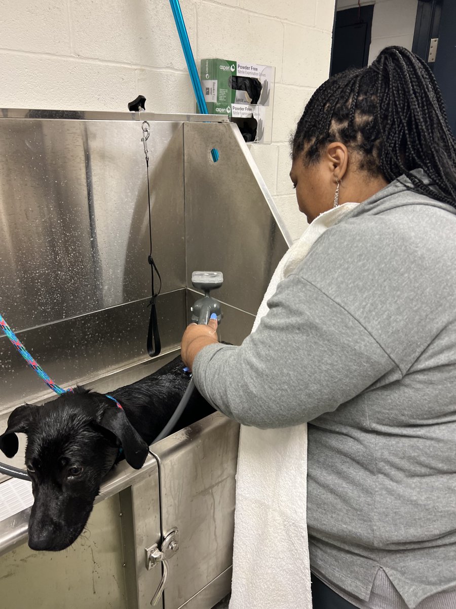 Honoring Rivan 💙 Last Saturday, District 4, Accomac Probation & Parole Chief Ann Wessells and Senior P&P Officer Shakira Townsend volunteered at the Eastern Shore Regional Animal Control Facility in memory of VADOC K-9 Rivan. Thank you for your volunteer service!