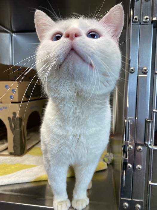 Meet Squirtle!❤️🐾 He’ll follow you around, purring and rubbing against your legs, just to make sure you don’t forget about him. Learn more about sweet Squirtle at ow.ly/EBiM50RfqaG. ❤️ #Coquitlambc