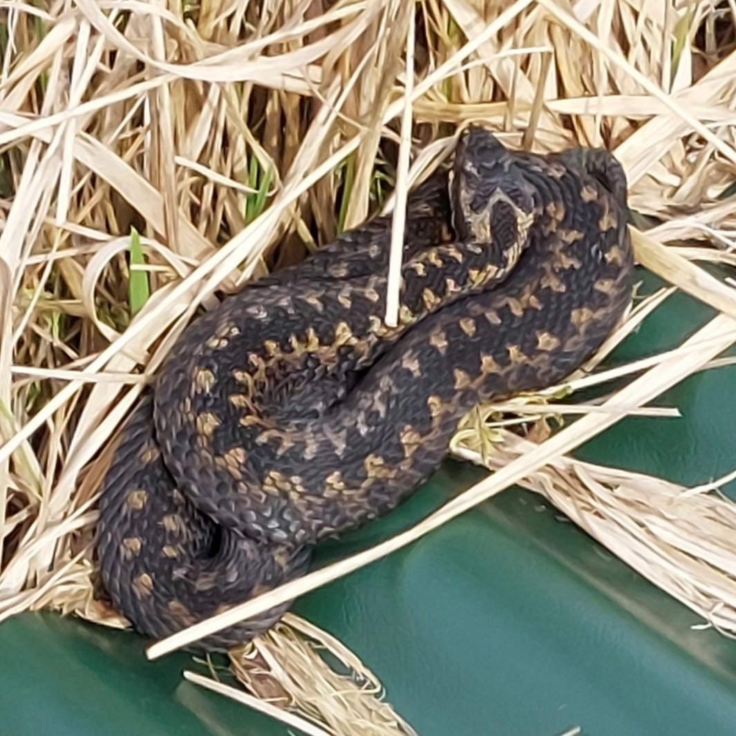 Just warm enough today to tempt this little beaut out. @NatResWales Cors Caron