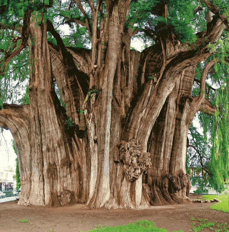 El Árbol del Tule en Oaxaca, México, no solo es notable por su tronco de casi 60 metros de circunferencia y 42 metros de altura, sino también por su rica historia que data de unos 2,000 años. Conocido localmente como 'Ahuehuete', que significa 'viejo del agua', este árbol ha sido…