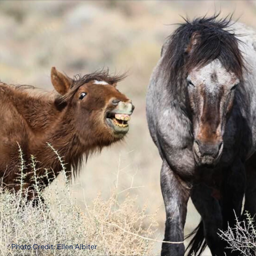 Caption this photo! Most-liked caption will be featured on our stories ✨

#captioncontest #wildhorse